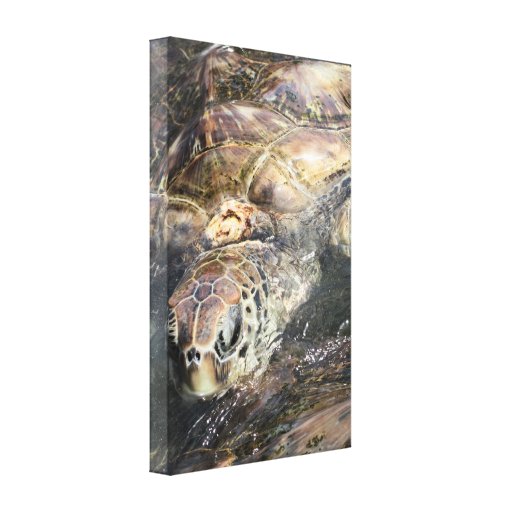 Adult Sea Turtle Canvas Prints