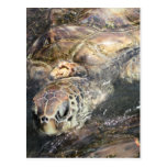 Adult Sea Turtle Post Card