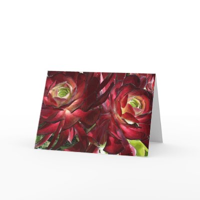 Aeonium greeting card by DebraLeeBaldwin