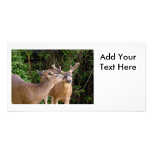 Affectionate Deer Bucks Personalised Photo Card