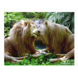 Affectionate Lions Post Card