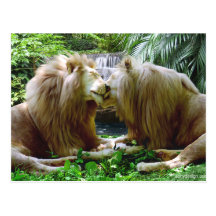 Affectionate Lions Post Card