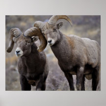 Affectionate Rams Posters