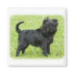 Affenpinscher 9R095D-089 Fridge Magnets