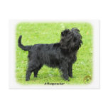 Affenpinscher 9R095D-093 Postcards