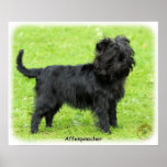 Affenpinscher 9R095D-093 Posters