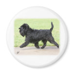 Affenpinscher 9Y516D-063 Magnets
