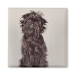 Affenpinscher Magnet