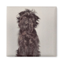 Affenpinscher Magnet