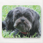 Affenpinscher Mousepad