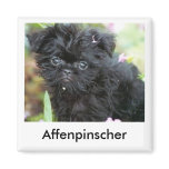 Affenpinscher Puppy Magnet