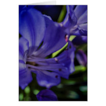 Affirmations & A New World Cards