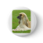 Afghan Hound 9B033D-22 Pinback Buttons