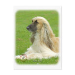 Afghan Hound 9B033D-22 Post Cards