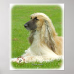 Afghan Hound 9B033D-22 Poster
