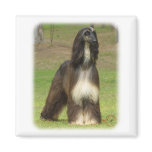 Afghan Hound 9J030D-08 Magnet