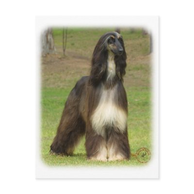 Afghan Hound 9J030D-08 Postcard by TraffordPhotos