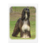 Afghan Hound 9J030D-08 Postcard