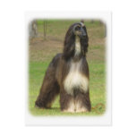 Afghan Hound 9J030D-08 postcards