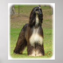 Afghan Hound 9J030D-08 Print
