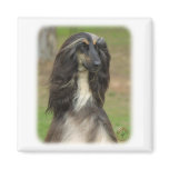 Afghan Hound 9J31D-06 Fridge Magnet