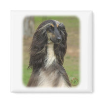 Afghan Hound 9J31D-06 Fridge Magnet