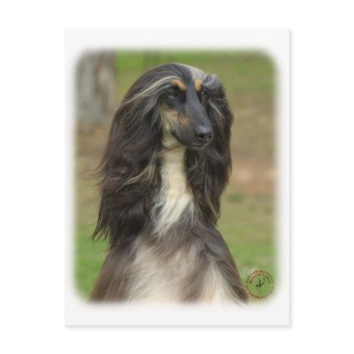 Afghan Hound 9J31D-06 Post Card by TraffordPhotos