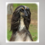 Afghan Hound 9J31D-06 Poster