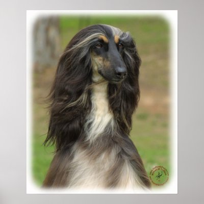 Afghan Hound 9J31D-06 Poster by TraffordPhotos