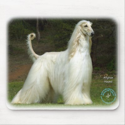 Afghan Hound 9J32D-21 Mouse Pad by TraffordPhotos