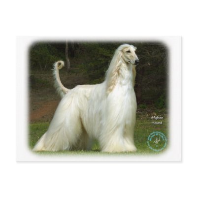 Afghan Hound 9J32D-21 Postcard by TraffordPhotos