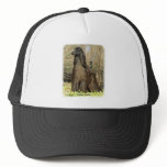 Afghan Hound 9P032D-201 Trucker Hats