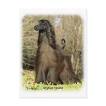 Afghan Hound 9P032D-201 Post Cards