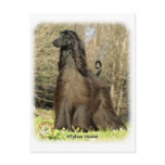 Afghan Hound 9P032D-201 postcards