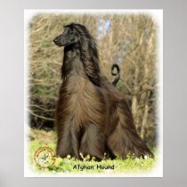 Afghan Hound 9P032D-201 Print