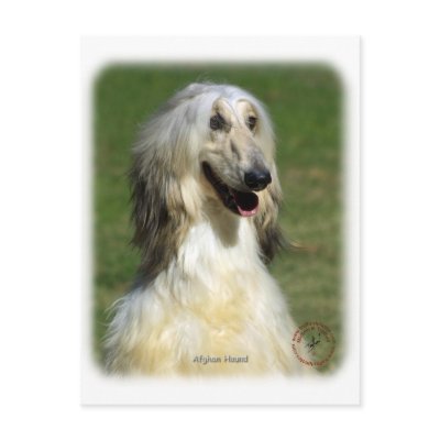 Afghan Hound 9R027D-47 Post Card by TraffordPhotos