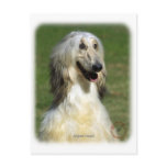 Afghan Hound 9R027D-47 postcards