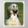 Afghan Hound 9R027D-47 Poster