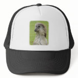 Afghan Hound 9R086D-062 Hat
