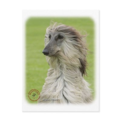 Afghan Hound 9R086D-062 Postcards by TraffordPhotos