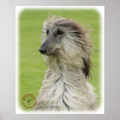 Afghan Hound 9R086D-062 Poster by TraffordPhotos