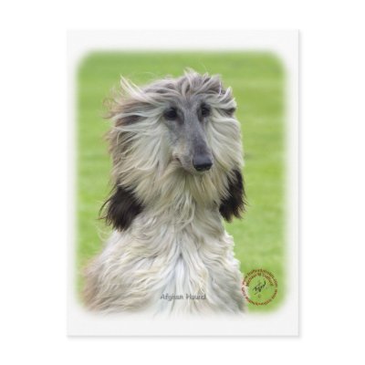 Afghan Hound 9R086D-69 Postcards by TraffordPhotos
