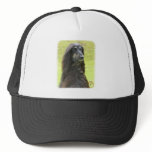 Afghan Hound 9R71D-30 Mesh Hat