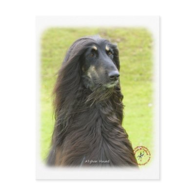 Afghan Hound 9R71D-30 Postcards by TraffordPhotos
