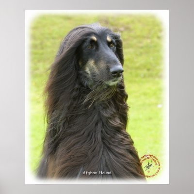 Afghan Hound 9R71D-30 Poster by TraffordPhotos