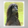 Afghan Hound 9R71D-30 Poster
