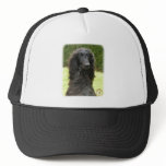 Afghan Hound 9T027D-067 Hat