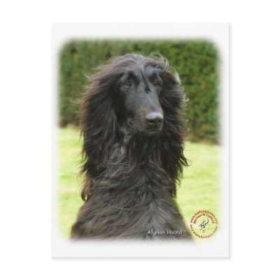 Afghan Hound 9T027D-067 Postcards by TraffordPhotos