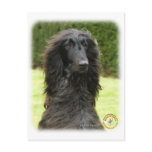 Afghan Hound 9T027D-067 Postcards