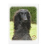 Afghan Hound 9T027D-067 Postcards